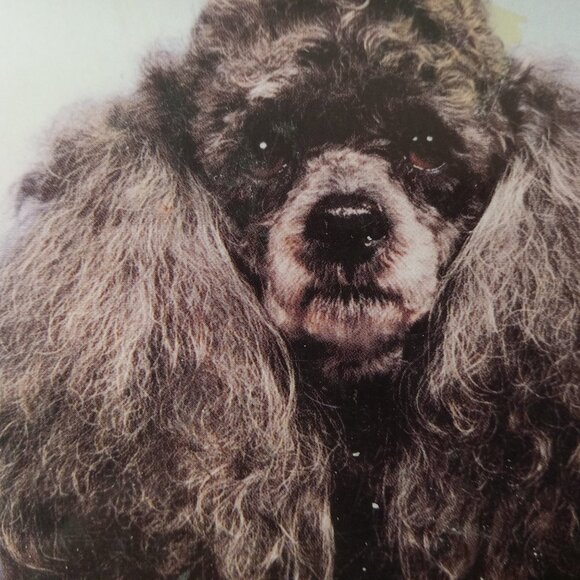 Poodles (Barron's Complete Pet Owner's Manuals) by Joe Stahlkuppe - Picture 9 of 10